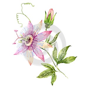 Watercolor passion flower