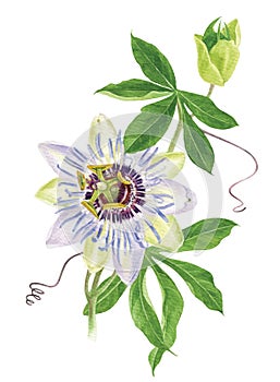 Watercolor passion flower branch photo