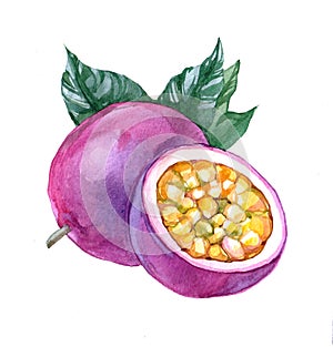 Watercolor passion fruit on white