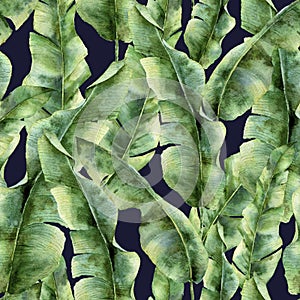 Watercolor pattern with banana palm leaves. Hand painted exotic greenery branch. Tropic plant isolated on dark blue