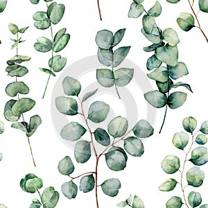 Watercolor pattern with eucalyptus round leaves. Hand painted baby and silver dollar eucalyptus branch isolated on white