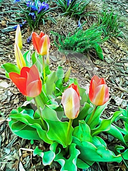 Watercolor pattern flowerbed with red tulips