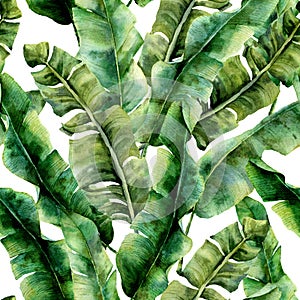 Watercolor pattern with magnificent banana palm leaves. Hand painted exotic greenery branch. Tropic plant isolated on photo