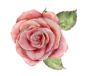 Watercolor Peace rose. Hand painted vintage flower with leaves isolated on white background. Botanical illustration for