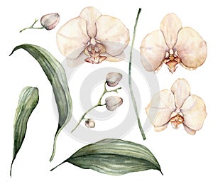 Watercolor peach and creamy orchids. Hand painted tropical flowers, branches, leaves and buds isolated on white