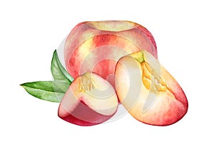 Watercolor peach fruits with leaves