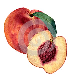 Watercolor peach with leaf and half cut peach. Hand drawn food illustration on white background. For design, textile and