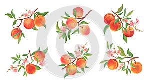 Watercolor Peach vector branches set. Hand drawn fruit, flowers, leaves and sliced pieces