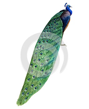 Watercolor peacock bird with colorful long tail illustration. Tropical nature realistic detailed clipart in blue green