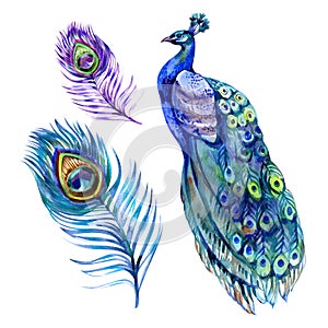 Watercolor peacock bird and feather set, illustration isolated bird peacock, peacock sitting back.