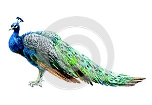 Watercolor peacock bird isolated on a white background.