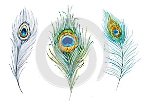 Watercolor peacock feather set