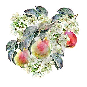 Watercolor pear with flowers. Floral illustration. White background.