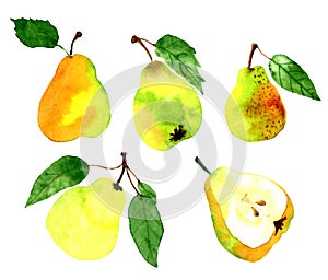 Watercolor pear set isolated on white background. Collection for print, textile, wallpaper, poster, cards