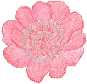 Watercolor Pencils drawing big red peony flower isolated