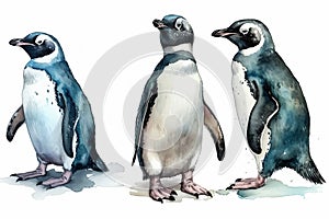 Watercolor penguins illustration on white background