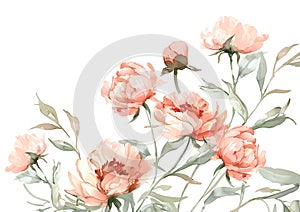 Watercolor peonies flowers on white