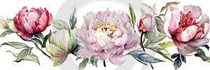 Watercolor Peonies Set on White Background for Invitations and Posters.