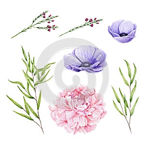 Watercolor peony, anemones, sprigs of eucalyptus nicholii and chamelaucium isolated on white. Set of flowers and leaves