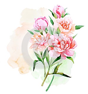 Watercolor peony flowers and buds bouquet odd number on splash background