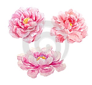 Watercolor peony set