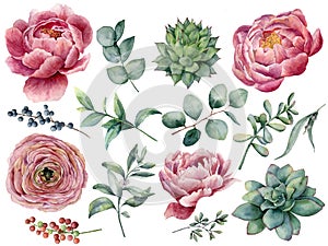 Watercolor peony, succulent and ranunculus floral set. Hand painted red and blue berry, eucalyptus leaves isolated on