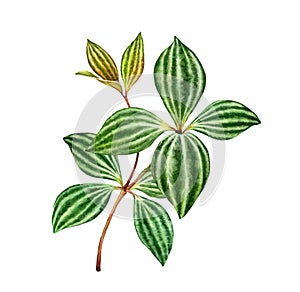 Watercolor peperomia branch. Exotic green plant isolated on white. Green Leaves with stripes. Hand painted detailed