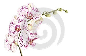 Watercolor phalaenopsis orchid branch isolated on white background.
