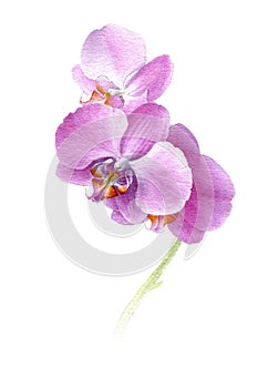 Watercolor of phalenopsis orchid branch.