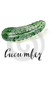 Watercolor pickled cucumber