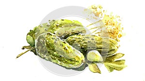 Watercolor pickles photo