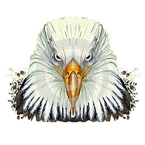 Watercolor picture of an animal genus of large birds of the hawk family, eagle, predator, portrait of an eagle, white eagle with a