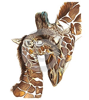 Watercolor picture animal mammals living in Africa giraffes, mother and child, female giraffe and cub, portrait o photo