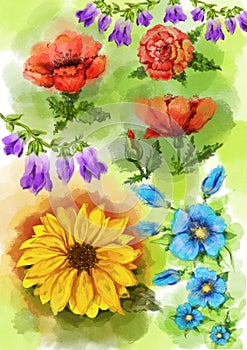 Watercolor picture of field flowering plants