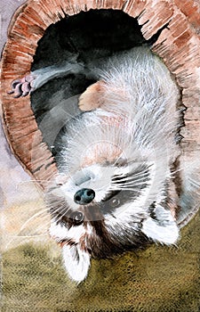 Watercolor picture of a fluffy funny raccoon