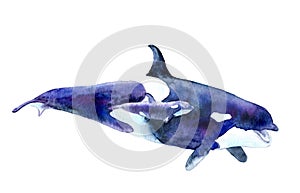 Watercolor picture. killer whale with baby. Orcinus orca