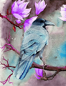 Watercolor picture of a raven on the magnolia branches