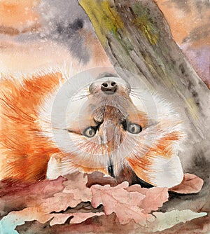 Watercolor picture of a red fox