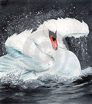 Watercolor picture of a white swan