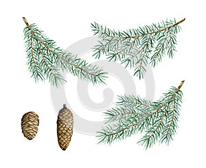 Watercolor pine branches with cones botanical isolated illustration set. Green spruce tree branch. Fir greenery
