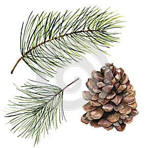 Watercolor pine cone and fir branch set. Hand painted pine branch with cone isolated on white background. Botanical clip