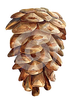 Watercolor pine cone on white background, botanical illustration, vintage drawing photo