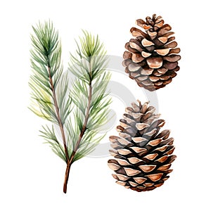 Watercolor pine cones set