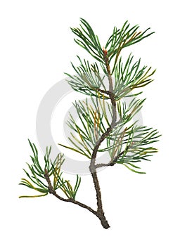 Watercolor Pine Tree Branch isolated on white