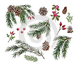 Watercolor pine tree branches isolated. Hand painted winter greenery and red berries illustration, isolated. Christmas set