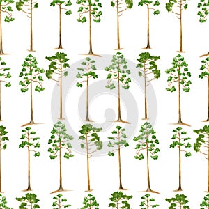 Watercolor pine tree seamless pattern. Hand drawn tall green conifer plants isolated on white. Summer forest background