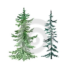 Watercolor pine trees, isolated on white background. Hand painted illustration with spruce evergreen forest. Christmas design photo