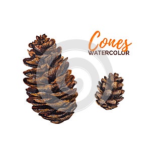 Watercolor pinecone set isolated on white background