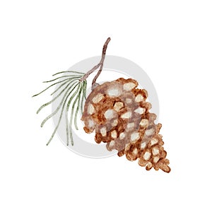 Watercolor pinecones on pine branch. Vector cut out, handmade not AI