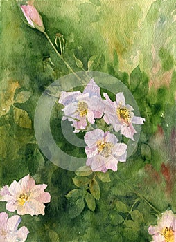 Watercolor pink brier blossoms